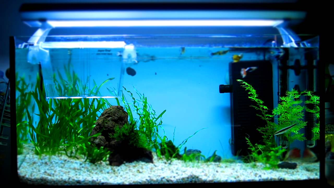 Tank Time Lapse 2 Juwel Korallux 60 54l 14 Gallon Aquarium Youtube Tank Time Lapse 2 Juwel Korallux 60 54l 14 Gallon Aquarium Youtube