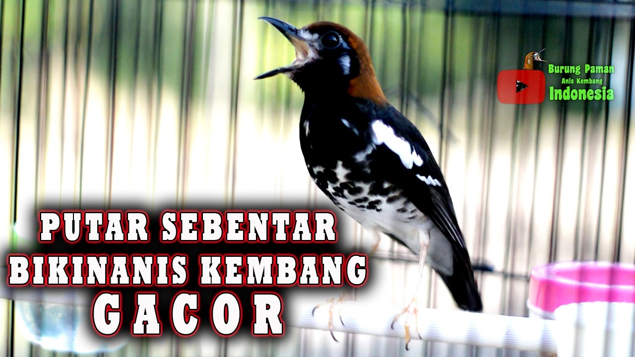 ANIS KEMBANG PANCINGAN ANIS KEMBANG biar gacor #aniskembang