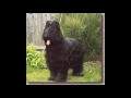 Le briard