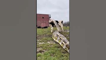 GIANT Python Attacks Cow! 😱 (Farmer Rescues) #rescue #animals #viralvideo #shorts