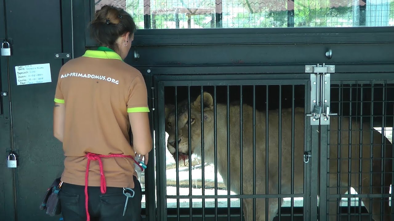 El león Govani es etrenado para poderlo pesar - rehabilitación AAP Primadomus