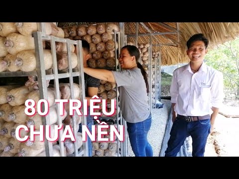 Video Đầu Tư 1 Trại Trồng Nấm Bào Ngư Chuẩn 80 Mét Vuông Hết... - youtube