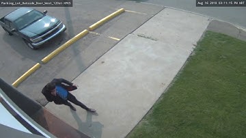 local wasp terrorizes innocent co-workers