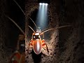 Tiny Cockroach POV  Inside the Nest 🪳 #shorts