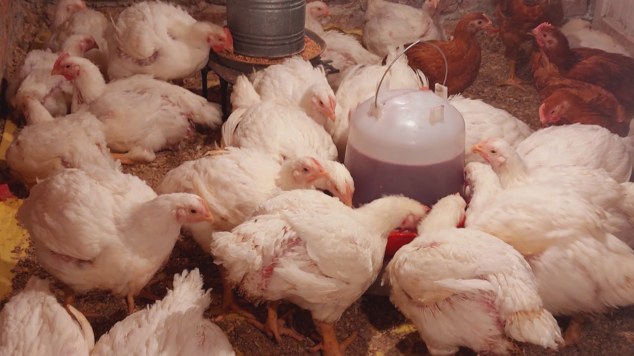 فاضل يومين وندبح الفراخ اعملى المشروب ده لفراخك بالنهار وحتوصل معاكى لاربعه كيلو (صلو على النبي )