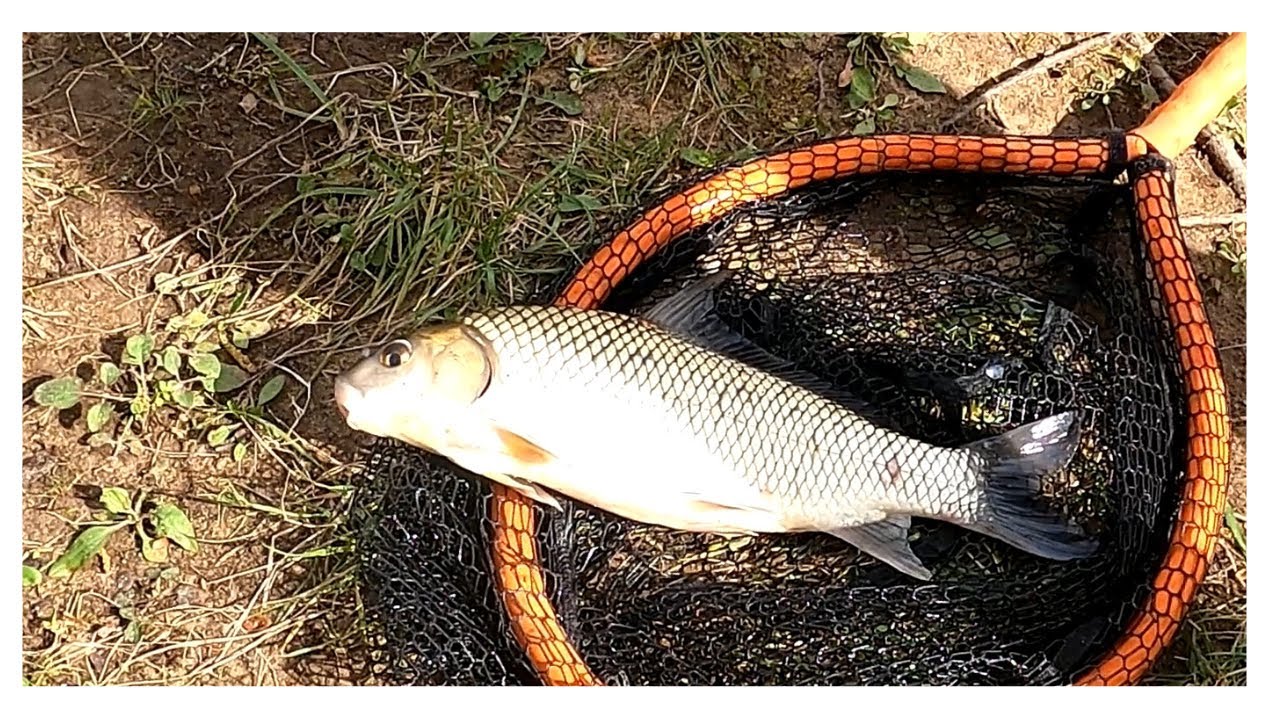 You WON’T believe how this fish was caught!!! (Quillback Carpsucker)