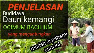 PENJELASAN BUDIDAYA KEMANGI YANG MUDAH DAN MENGUNTUNGKAN PETANI