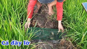 Đặt lờ cá rô trên ruộng lúa - video triệu view | Bông lúa Miền Tây