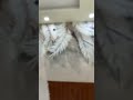3d wallpaper after installation by hsk home decor #interiordesign #shorts #hskhomedecor #homedecor