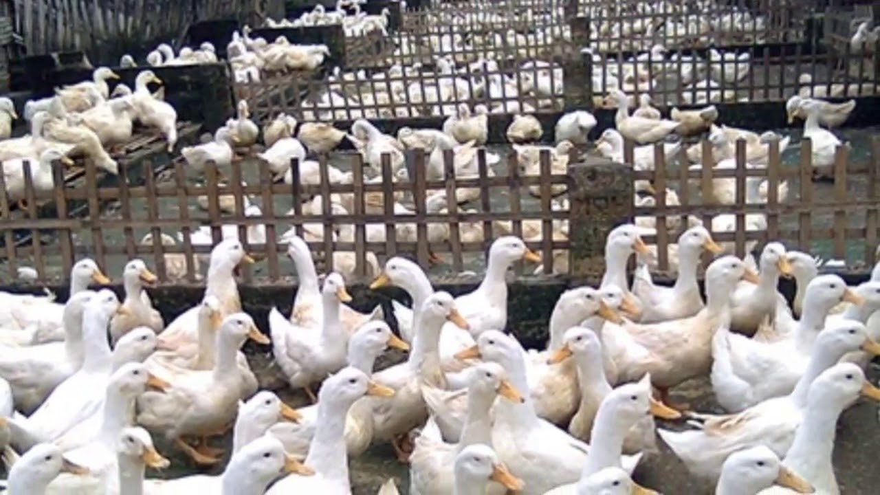 Pakan Alternatif Bebek Peking Agar Cepat Besar Ada 4 Macam 