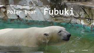 【japanese zoo】polar bear／Fubuki／Higashiyama Zoo and Botanical Garden／20240506③