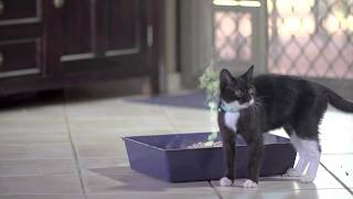 HEMP PELLET CAT LITTER. YOUR CAT DESERVE THE BEST