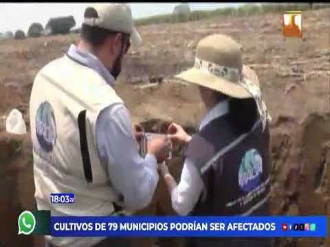 Frío extremo amenaza cultivos en 79 municipios este fin de semana