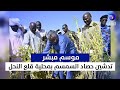 موسم مبشر تدشين حصاد السمسم بمحلية قلع النحل أرض الخير 