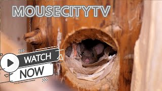 New adventure  MouseCityQuickTV