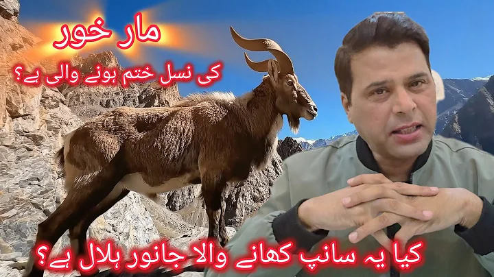 The King of the Mountains | The Majestic Markhor of Pakistan 🇵🇰🐐