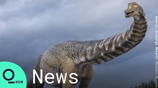 Australotitan Cooperensis: Australia's Largest Dinosaur Found