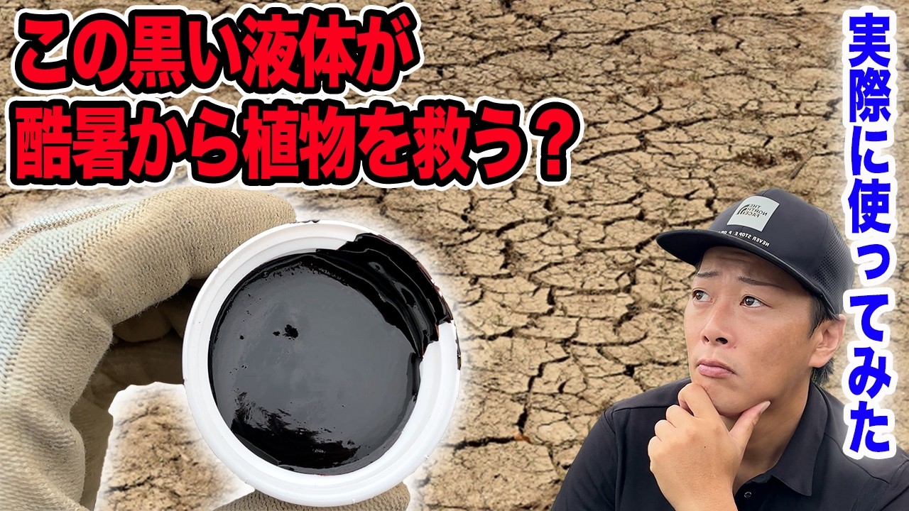 作物の力を引き出す新しい肥料使って、酷暑を乗り切ってみた