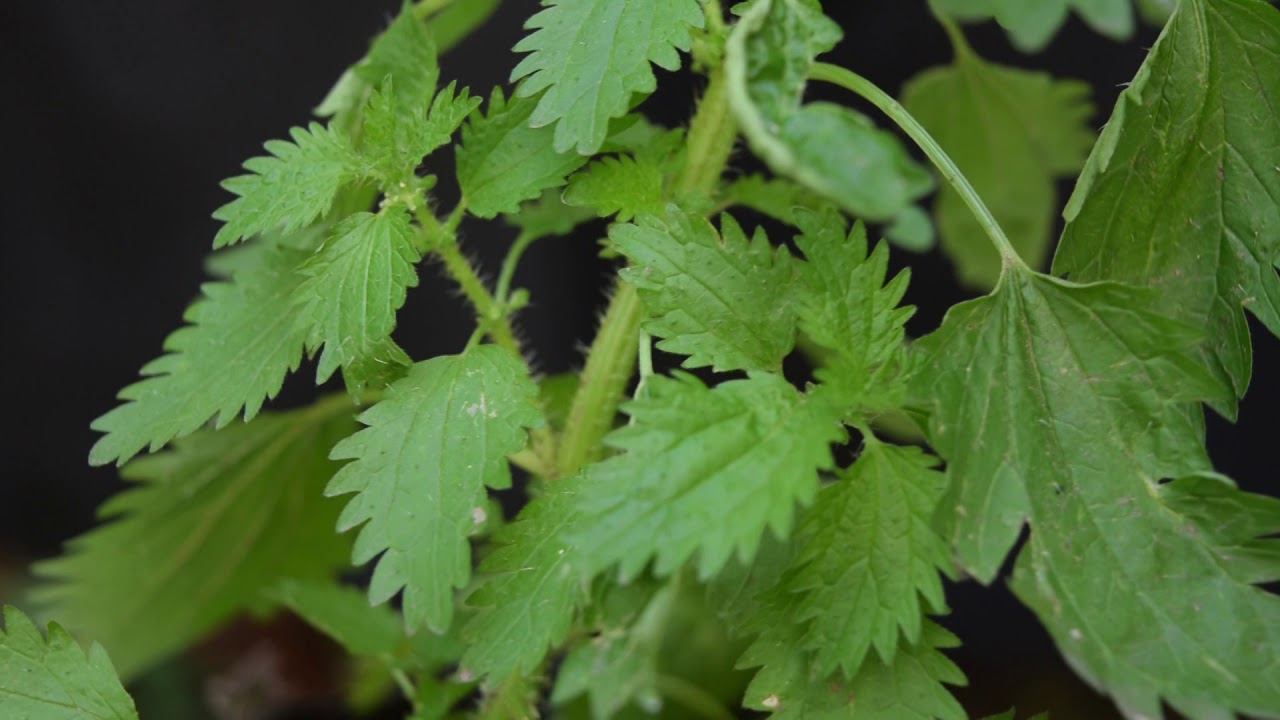 Urtica urens, ortiga