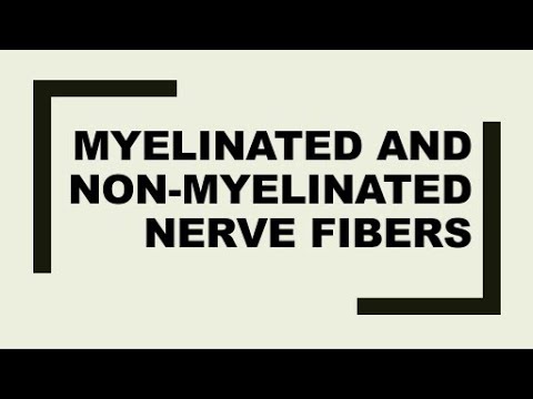 Difference between myelinated and non myelinated axons