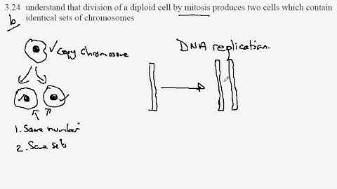 3.28b Mitosis 2