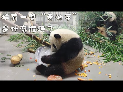 《熊貓早晚安》擁有一雙“黃油手”是什麼體驗？ | iPanda熊貓頻道