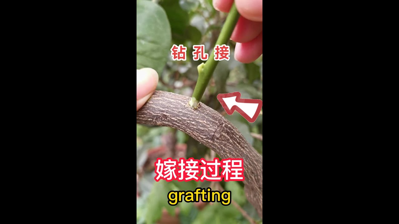 how to graft，The technology sharing of fruit tree drilling （grafting）果樹