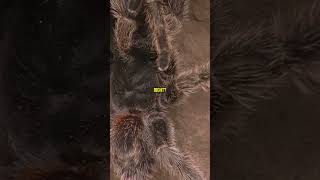 5 AMAZING Tarantula Facts You Didn't Know!