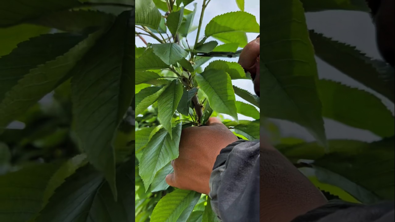 cherry 🍒 tree summer pruning  