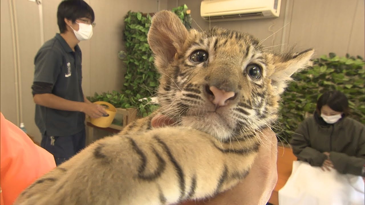 かわいいトラの赤ちゃんと写真を撮ろう しろとり動物園で抱っこ会が人気 東かがわ市 Youtube