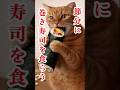 節分だから猫に巻き寿司をプレゼントしてみた #cat #猫のいる暮らし #節分の日