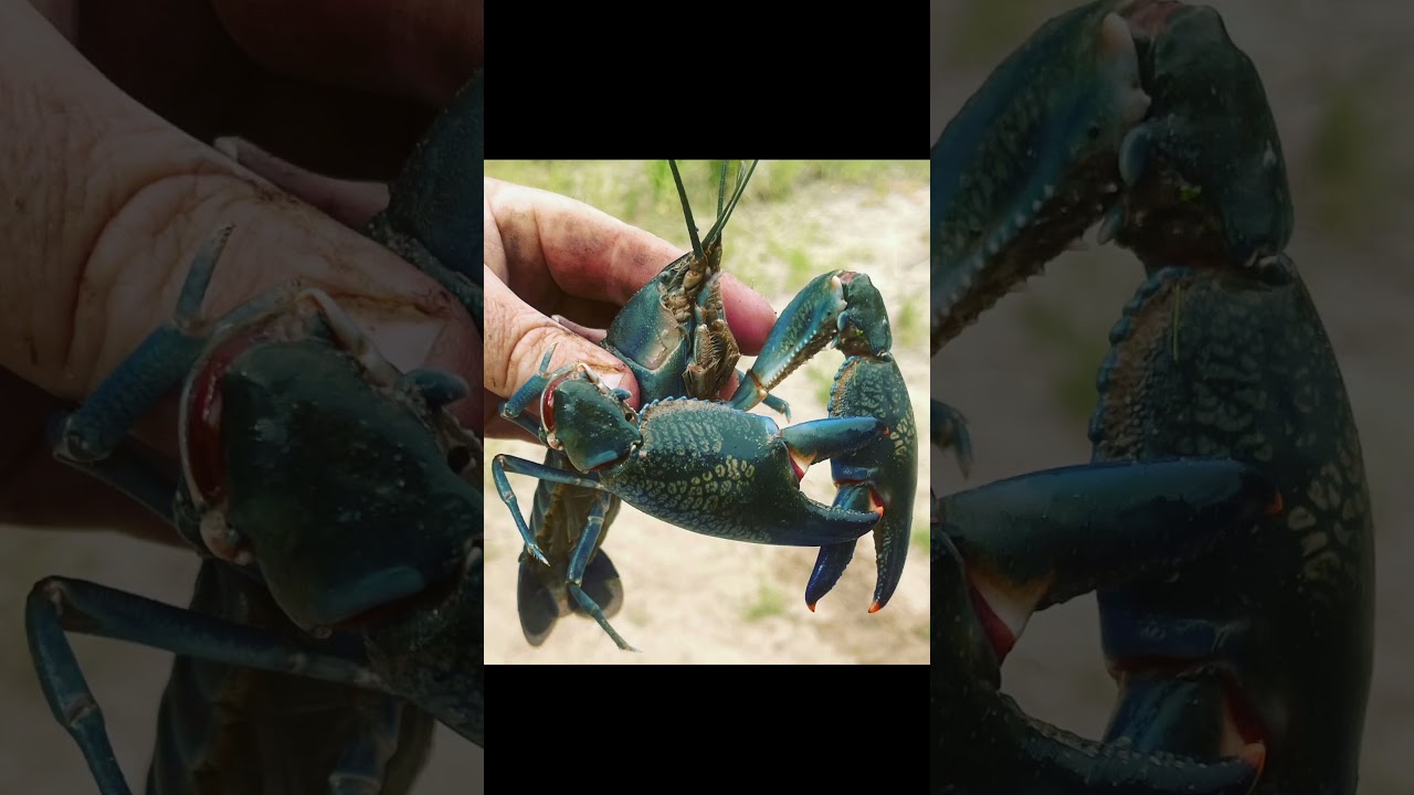 Worlds Biggest Crayfish? Australian Freshwater Giant Crayfish Species 