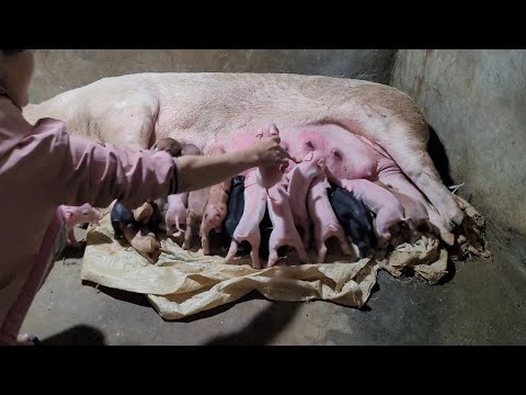 Video Chăm Sóc, Đỡ Đẻ Cho Lợn Nái Được Nhiều Con. TẬP 7. - youtube
