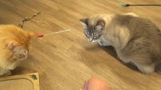 North And Petunia At Catffeinated Get Playful