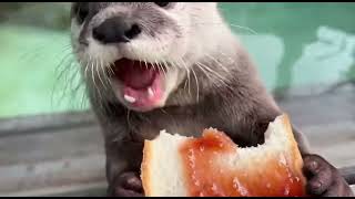 Cute Sea Otter eating jelly sandwich
