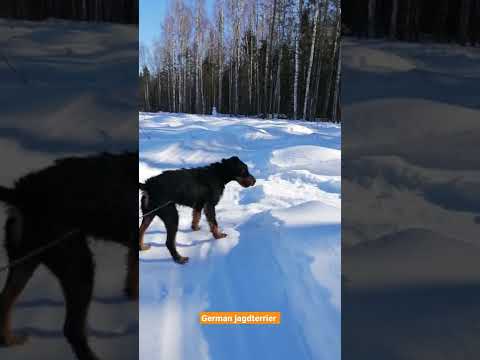 german jagdterrier super dog!