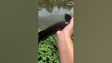 Thả trê cọp xuống ao