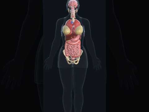 female Anatomy||female body organs||female#female #anatomy  #medicalstudent #medical #doctor #mbbs