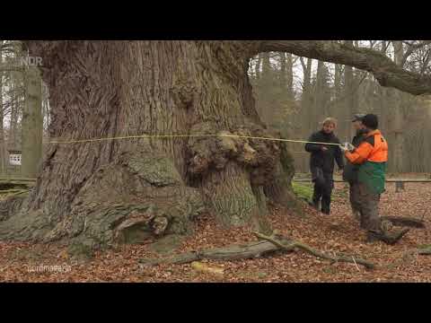 Video: Millennial oak (Die 1000 -jaehrige Eiche Bad Blumau) popis a fotografie - Rakousko: Bad Blumau