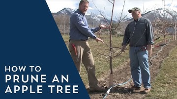 How to Prune an Apple Tree
