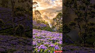 The blue miracle of the western ghats!!💜💜#aidesign #westernghats #kerala #munnar #shorts