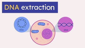 DNA extraction explained | biology animation