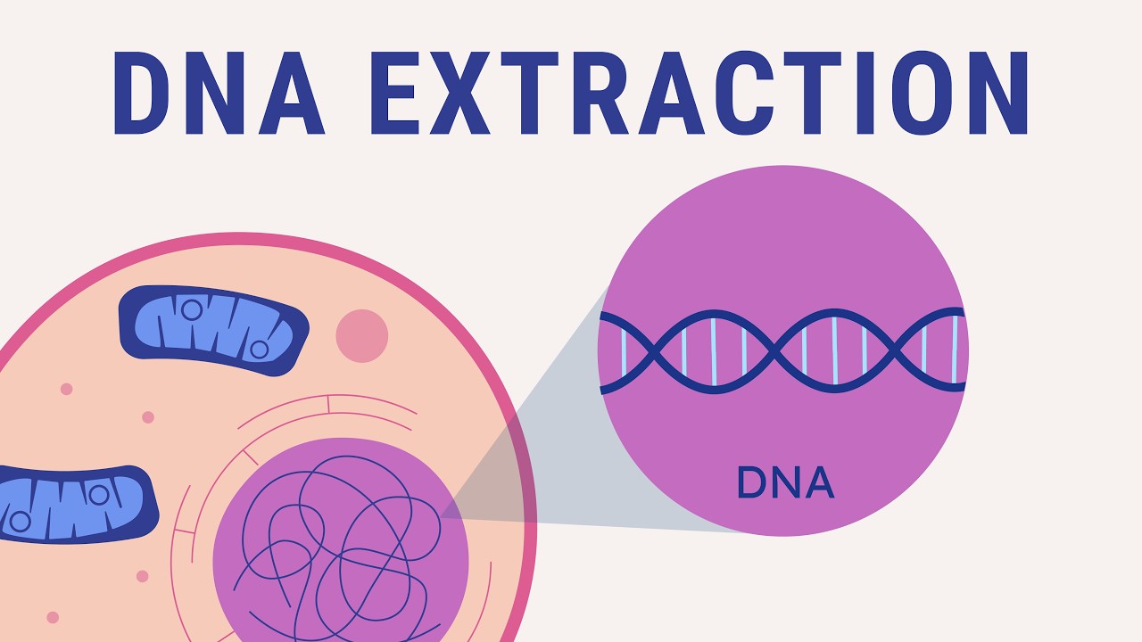 DNA extraction explained | biology animation - YouTube