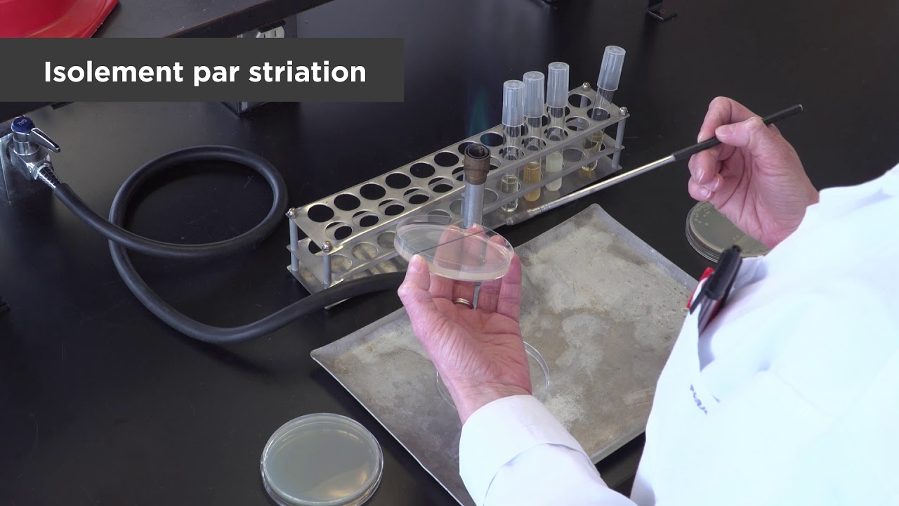 Isolement de bactéries par striation