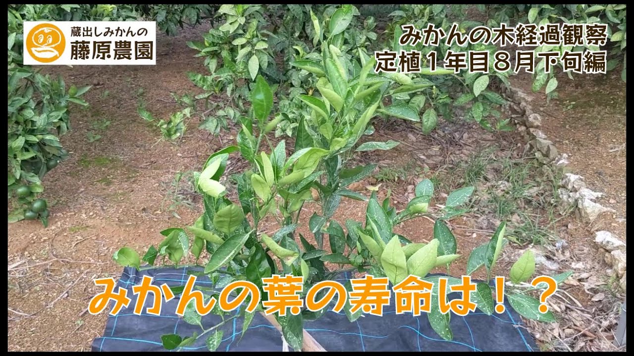 みかんの葉の寿命は！？みかんの苗木成長観察。～定植１年目8月下旬編～