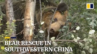 Trapped Bear Rescued By Forestry Workers, Police And Soldiers In Southwestern China