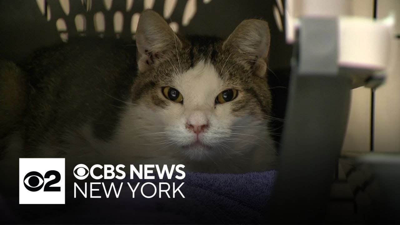 Cats rescued after Happy Cat Sanctuary fire now up for adoption - YouTube