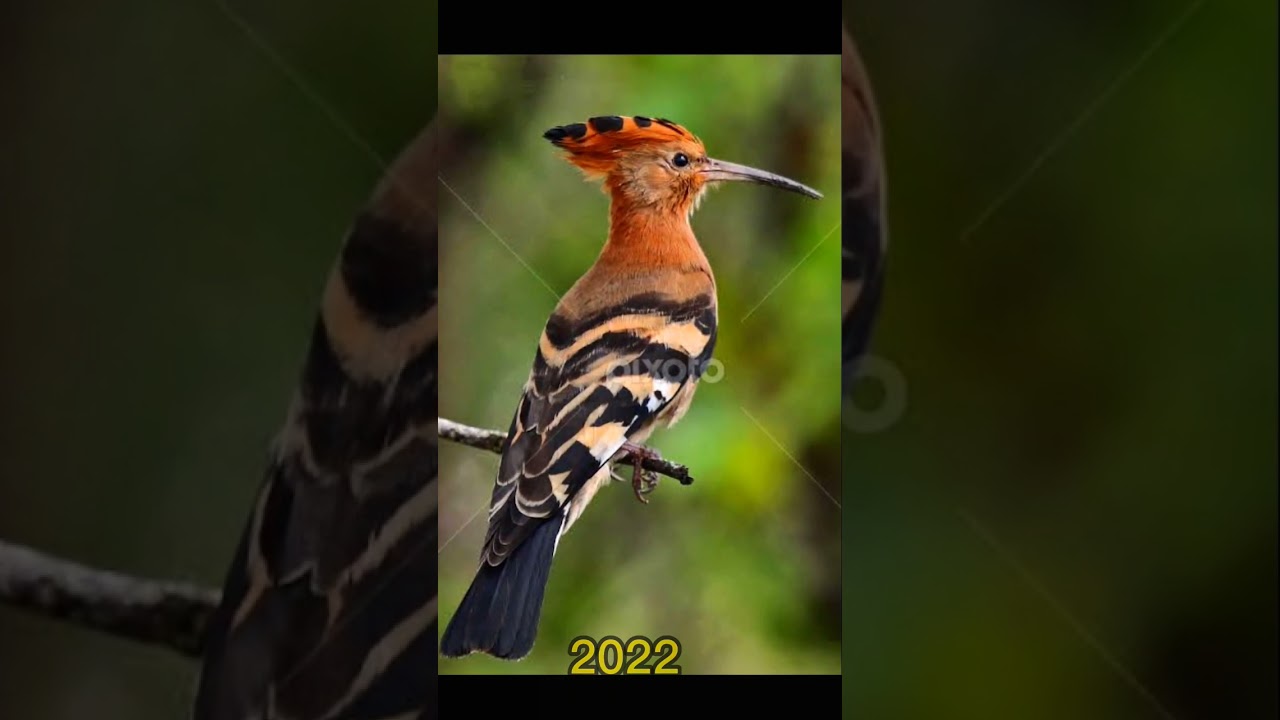 2022 Hoopoe Vs 3000 bce Hoopoe, New Hoopoe Vs Old Hoopoe, 