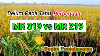 Padi Mr 319 Vs Padi Mr 219 Mana Yg Lebih Unggul