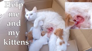 Trying to save Mama the cat || Mother cats adopted their kittens.